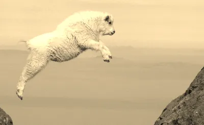 The Mountain Goats
