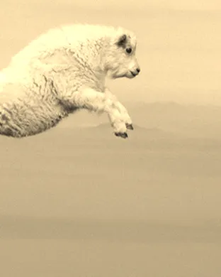The Mountain Goats